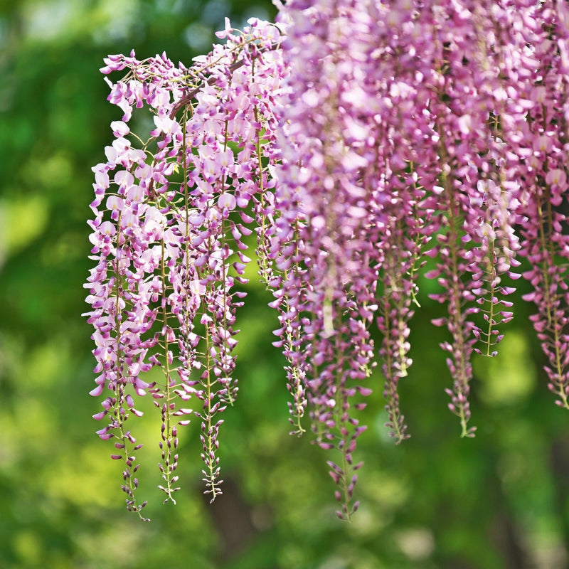 Wisteria floribunda 'Rosea' (Pink) 60cm -