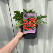 Gaillardia - Spintop Orange Halo Improved 2L