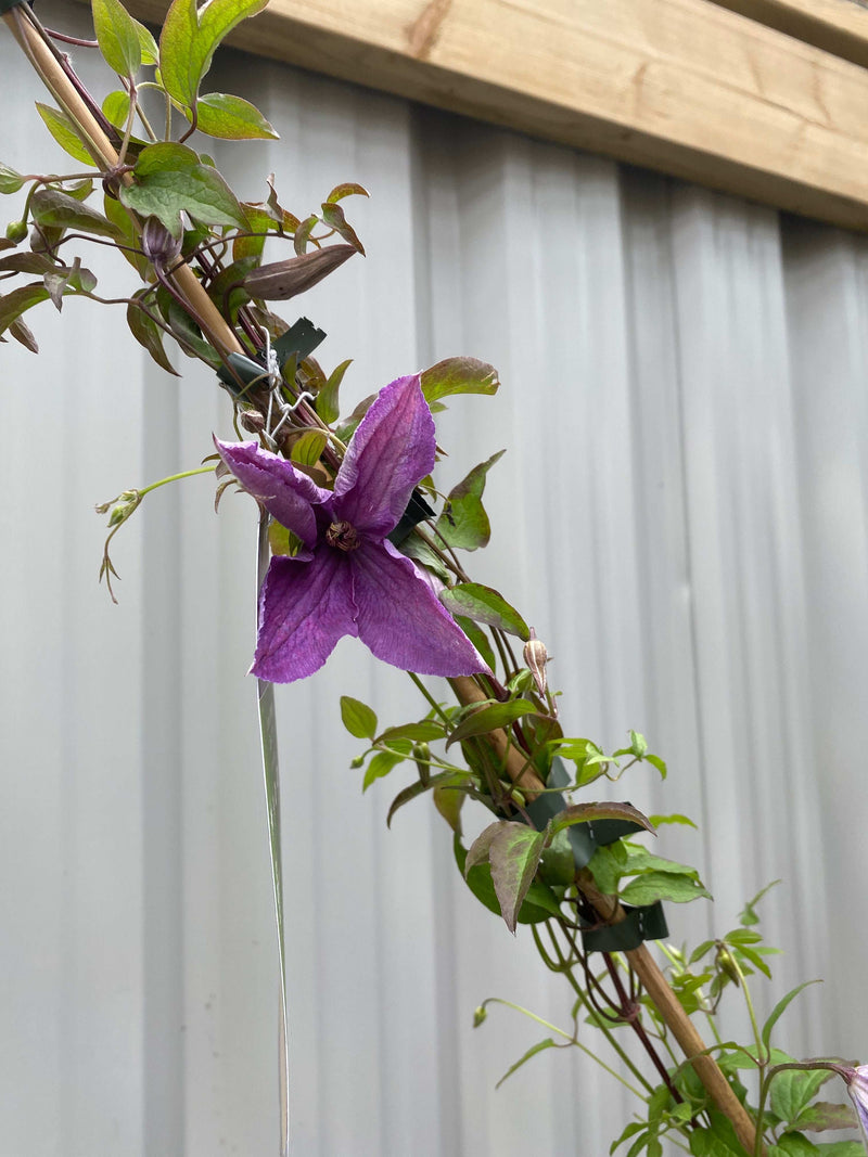 Clematis 'Sunny Sky' 90-95cm -