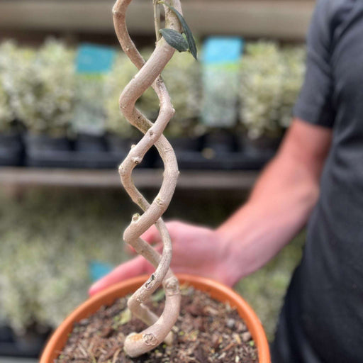 Double Spiral Stem Olive Tree | Hardy Evergreen Potted Tree | 70-80cm -