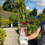 Pyracantha coccinea Red Star 2L