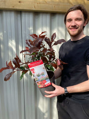 Photinia 'Magical Volcano' 5L (Multibuy Offers Available)