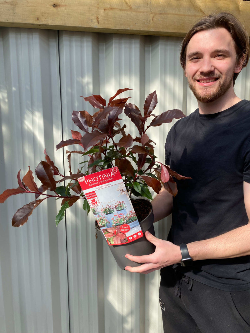 Photinia 'Magical Volcano' 5L (Multibuy Offers Available)