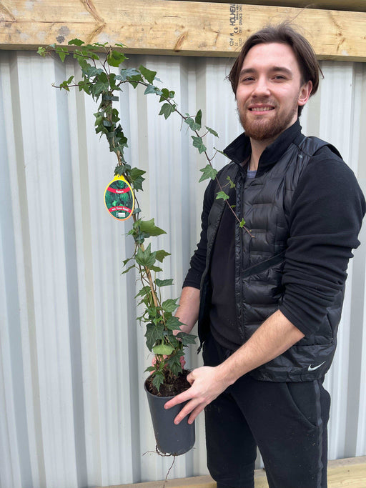 Hedera Helix 'Green Ripple' Ivy 1m