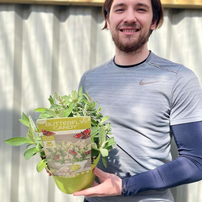 Buddleja Butterfly Candy 'Little White' 9cm/1L/3L -