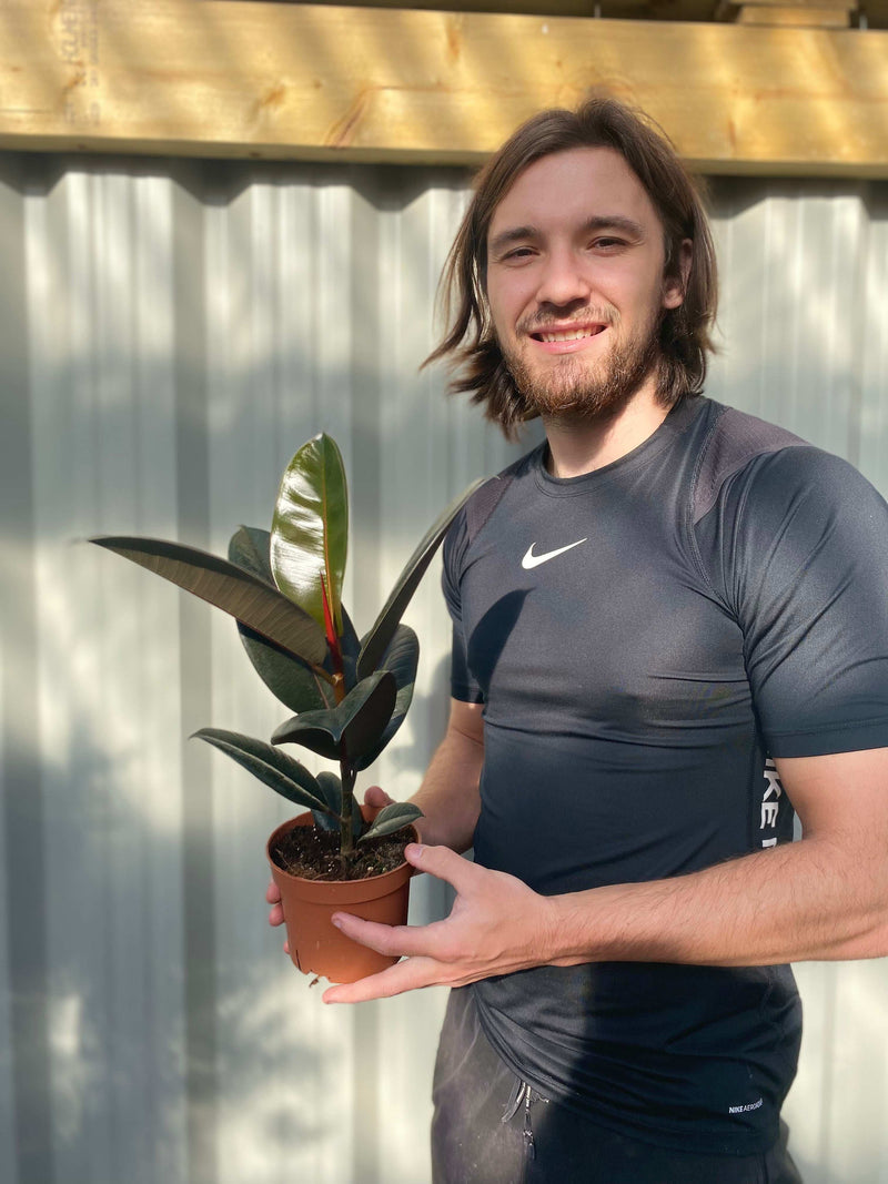 Ficus elastica Robusta (Rubber Fig) 30-40cm -