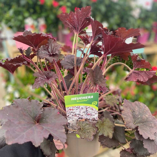 Heuchera 'Binoche' 2L -
