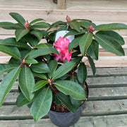 Rhododendron hybride 'Junifeuer' 5L -