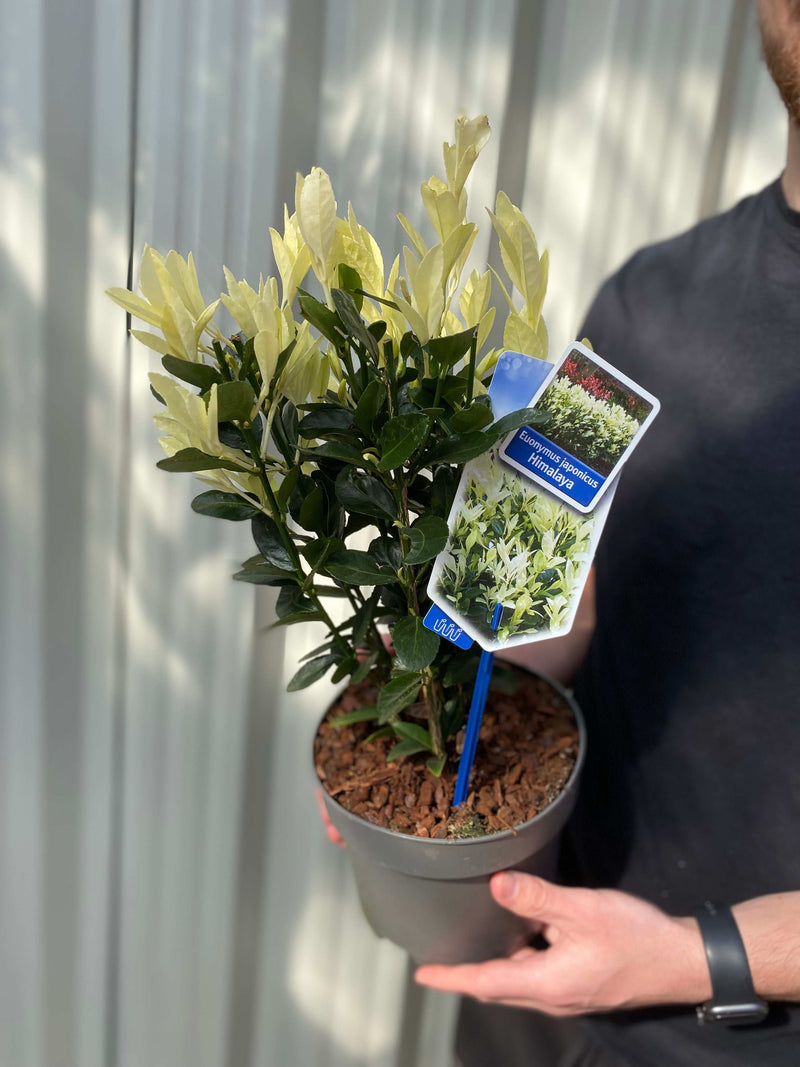 Euonymus japonica 'Himalaya' 9cm/2L/5L -