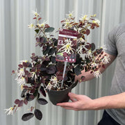 Loropetalum Chinense 'Ruby Snow' 2L