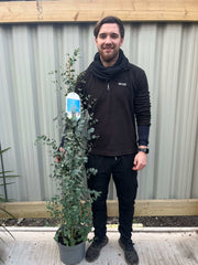 Eucalyptus gunni on cane 160-170cm -