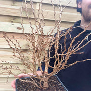 Prunus Ornamental Flowering Cherry Blossom Shrub - Incisa 'KOJOU-NO-MAI' 9cm / 2L / 4L