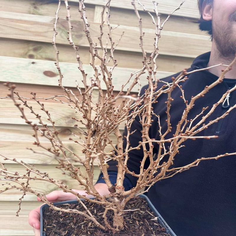 Prunus Ornamental Flowering Cherry Blossom Shrub - Incisa 'KOJOU-NO-MAI' 9cm / 2L / 4L