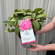 Rhododendron 'Germania' 2L /5L -