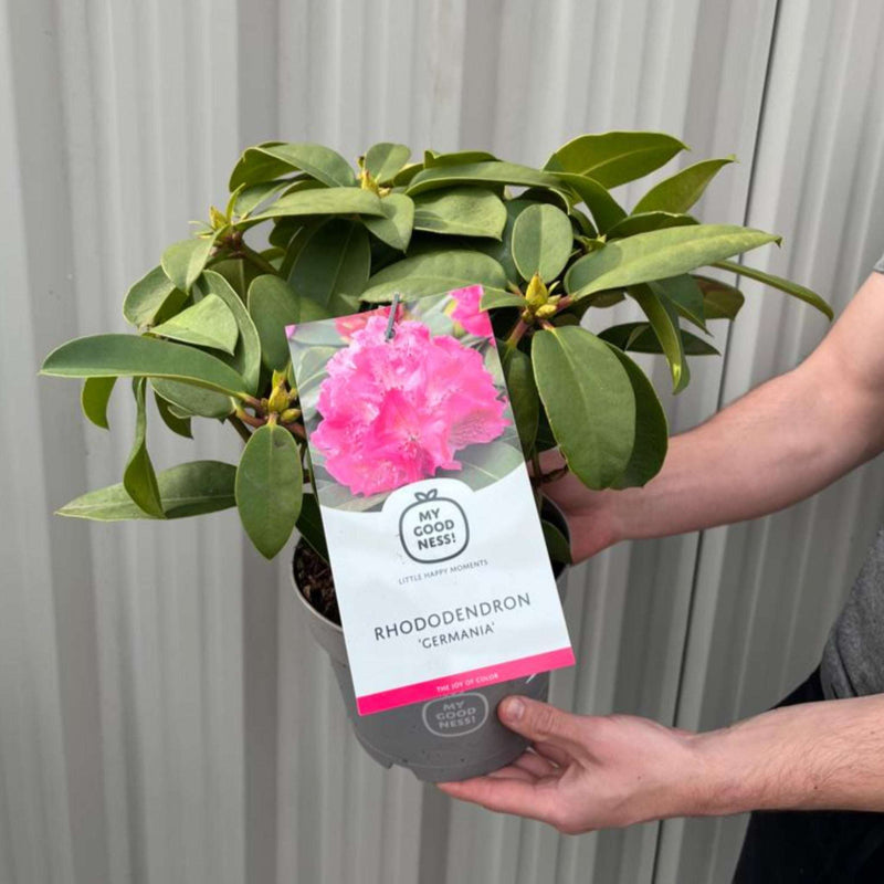Rhododendron 'Germania' 2L /5L -