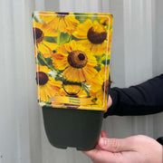 Helenium 'El Dorado' 1.5L -