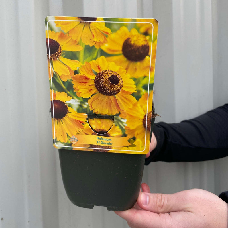 Helenium 'El Dorado' 1.5L -