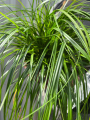 Carex oshimensis 'Intense Green' 2L -