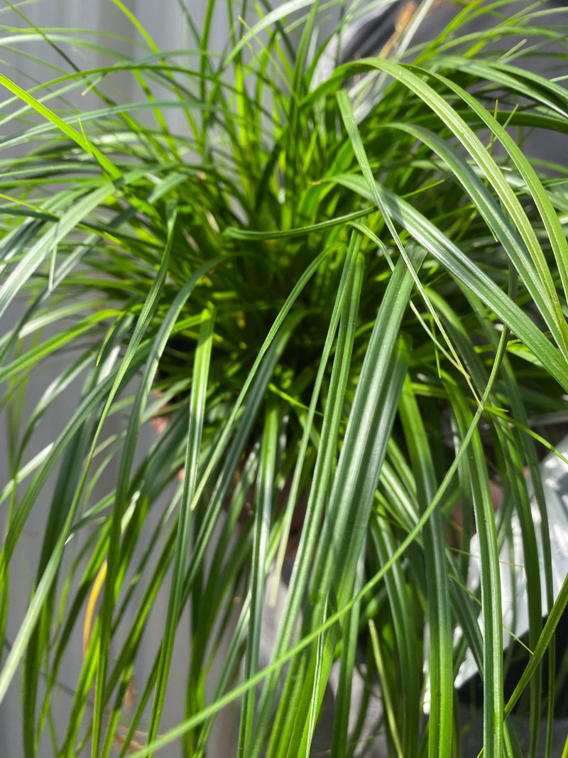 Carex oshimensis 'Intense Green' 2L -