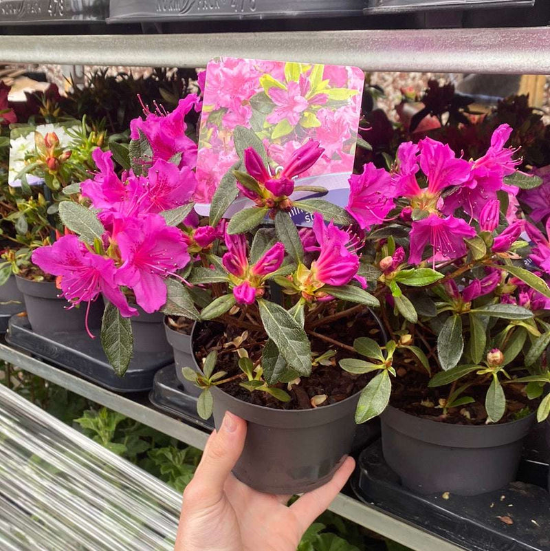 Azalea 'Koningstein' 1.5L -