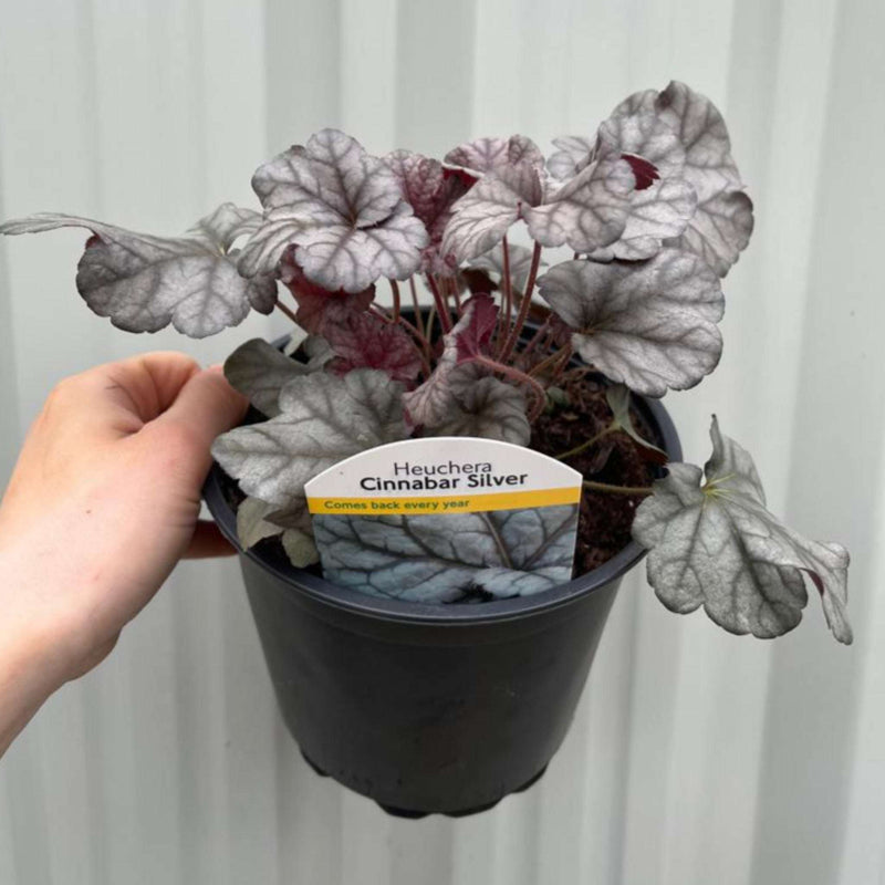 Heuchera 'Cinnabar Silver' 2L -