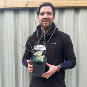 Hydrangea paniculata Grandiflora 1/2L/10L