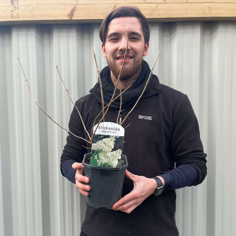 Hydrangea paniculata Grandiflora 1/2L/10L