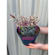 Hebe 'Medieval Pink Princess' 2L -