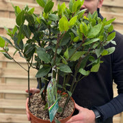 Laurus nobilis (Bay Bush) 3L 70cm -