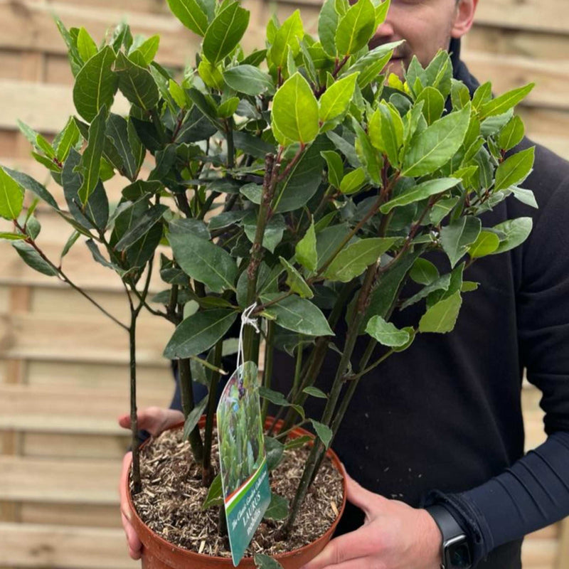 Laurus nobilis (Bay Bush) 3L 70cm -