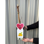 Raspberry 'Golden Everest' 1L -