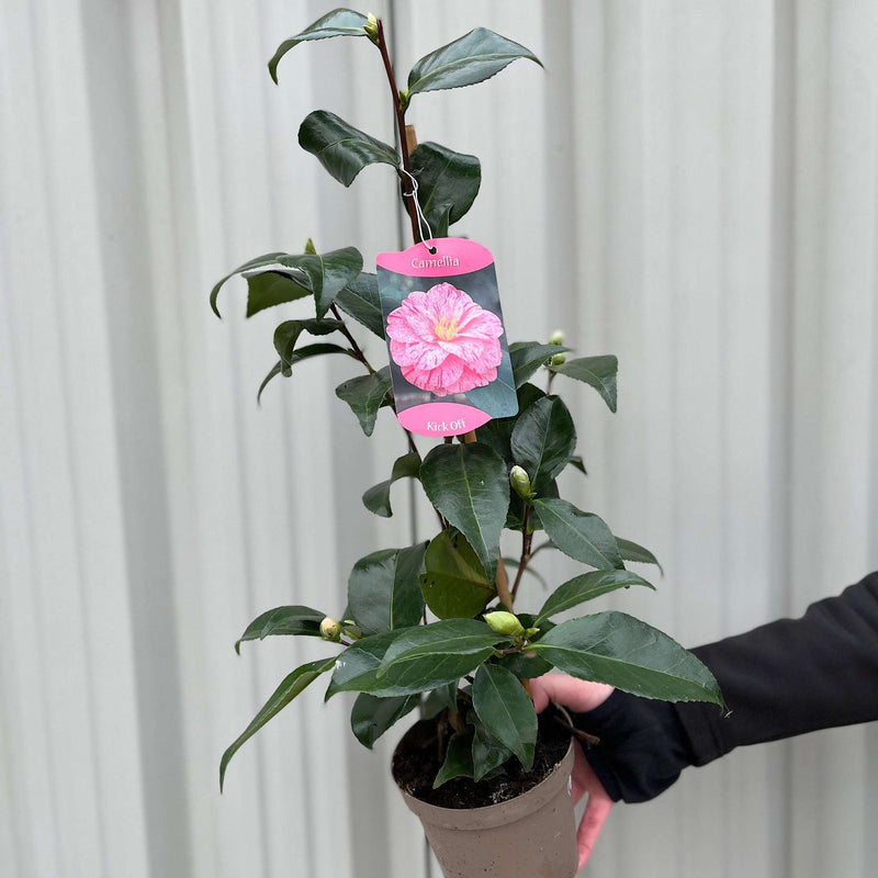 Camellia japonica 'Kick off' 60cm
