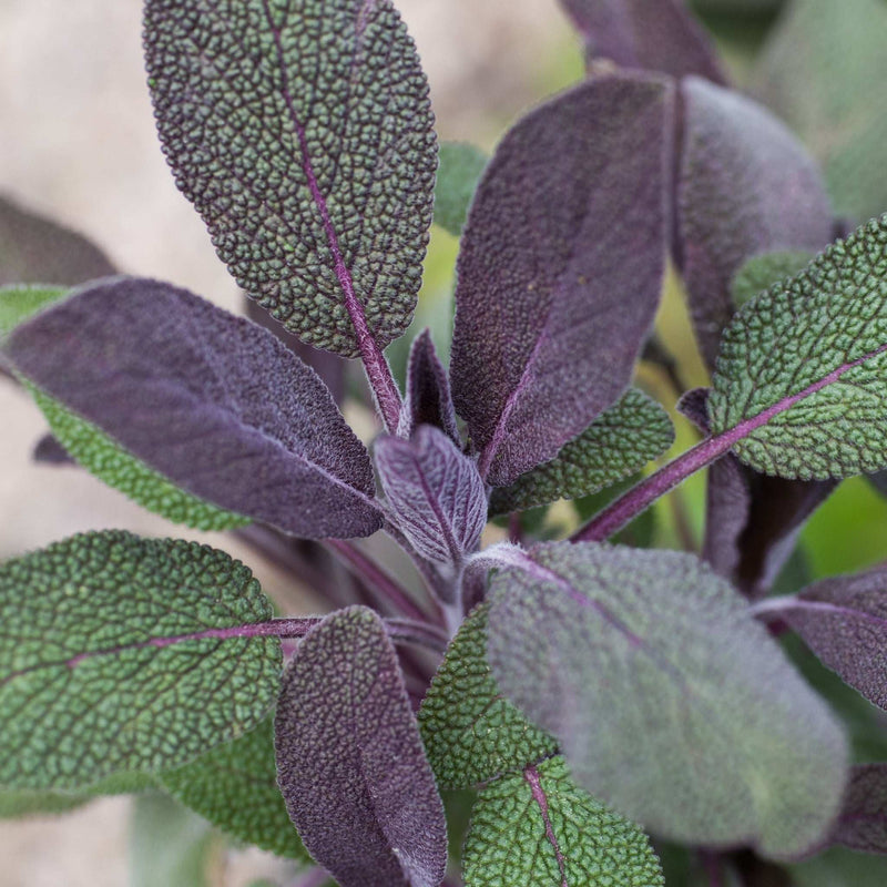 Sage Purple - Leaved Herb 16cm/1.5L -