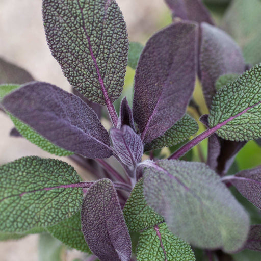 Sage Purple - Leaved Herb 16cm/1.5L -
