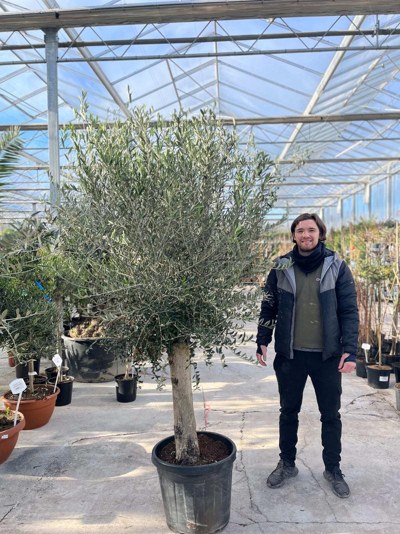 Olive Tree 45L 1.5-1.8m + Teracotta Pot + Soil + Gravel