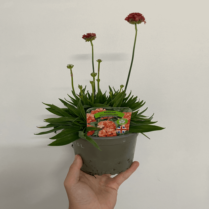 Armeria 'Ballerina Red' 1.5L / 3L