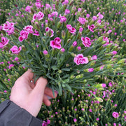 Dianthus Pink Kisses 10cm -