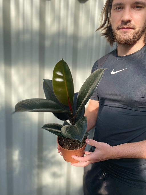 Ficus elastica Robusta (Rubber Fig) 30-40cm -