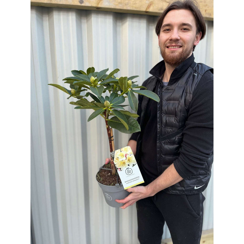Standard Rhododendron 'Horizon Monarch' (Yellow) 80cm