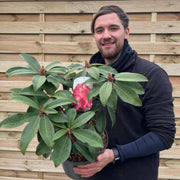 Rhododendron hybride 'Junifeuer' 5L -
