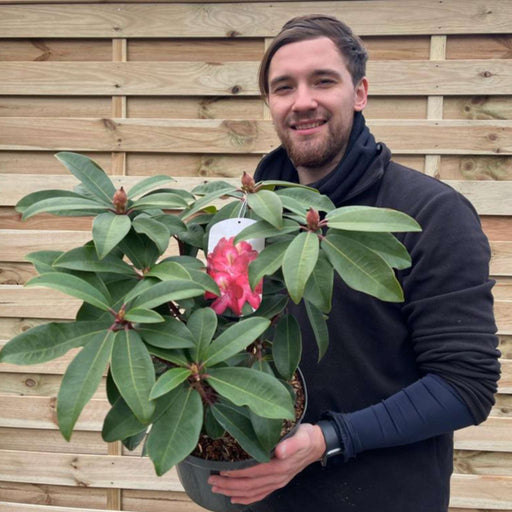 Rhododendron hybride 'Junifeuer' 5L -
