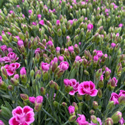 Dianthus Pink Kisses 10cm -