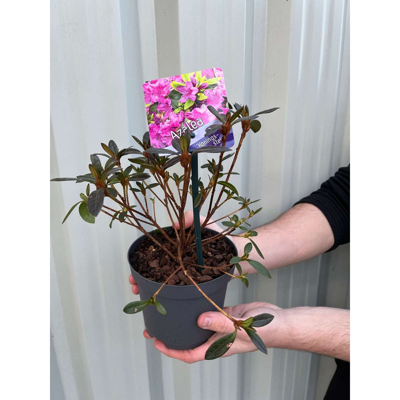 Azalea 'Koningstein' 1.5L -