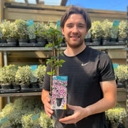 Clematis 'Piilu' 60cm -