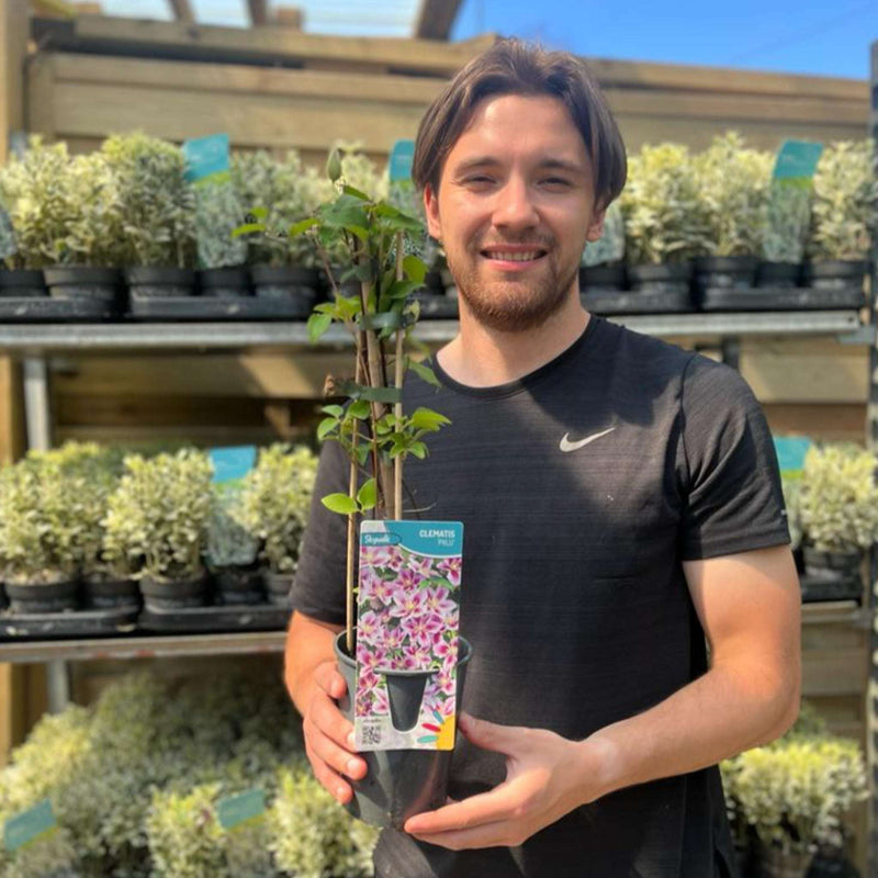 Clematis 'Piilu' 60cm -