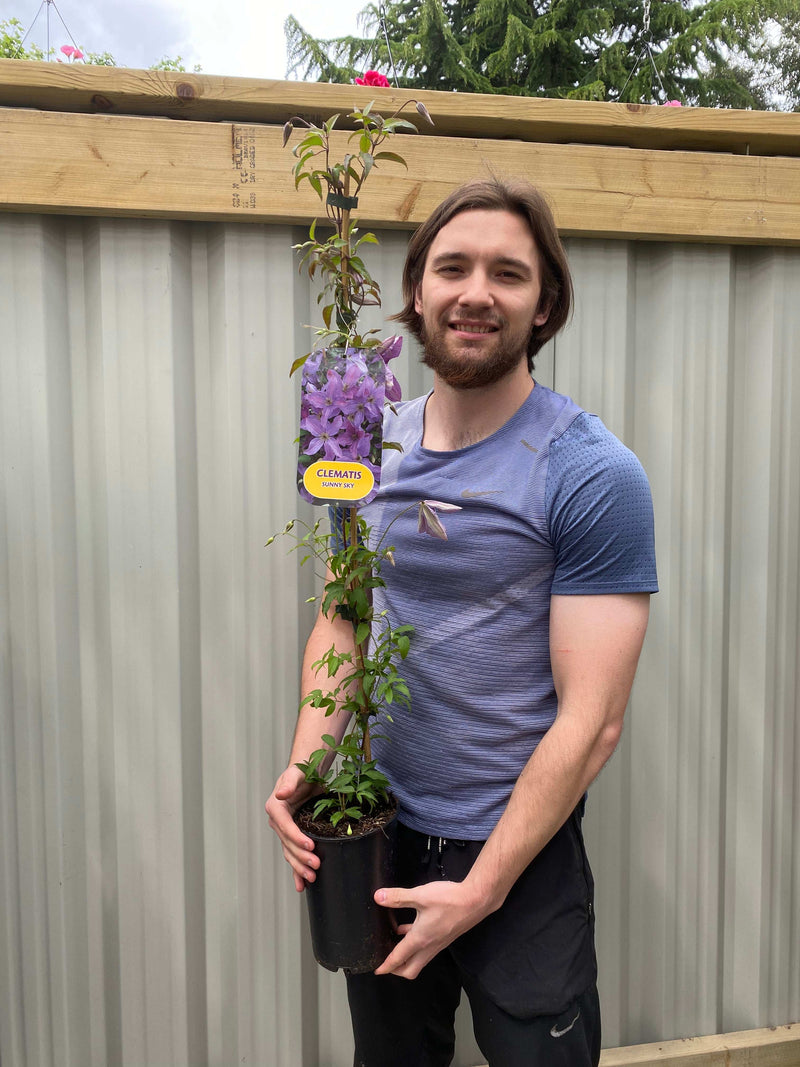 Clematis 'Sunny Sky' 90-95cm -