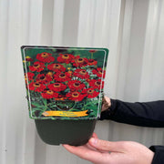 Helenium 'Ruby Thuesday' 1.5L