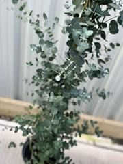 Eucalyptus gunni on cane 160-170cm -