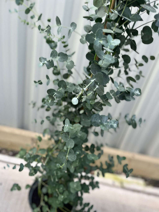 Eucalyptus gunni on cane 160-170cm -