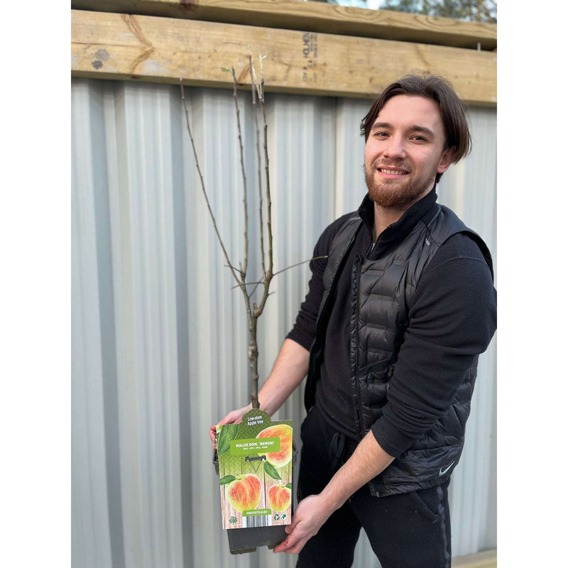 Patio/Dwarf Apple Tree 'Benoni' 1m